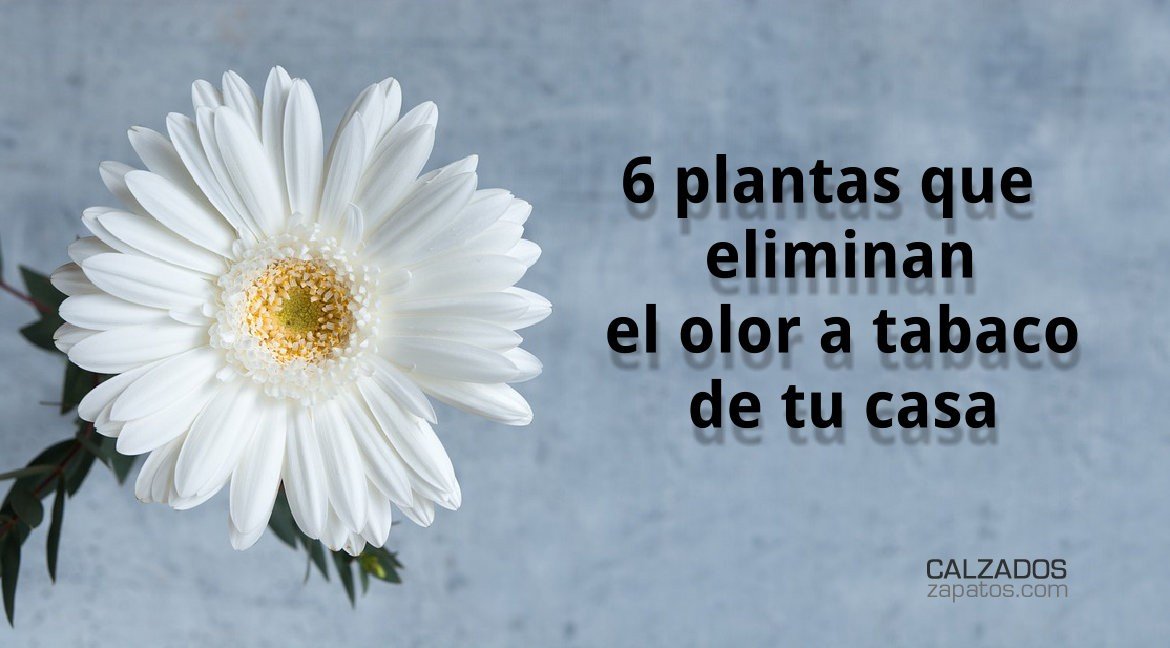 6 plantas que eliminan el olor a tabaco de tu casa 