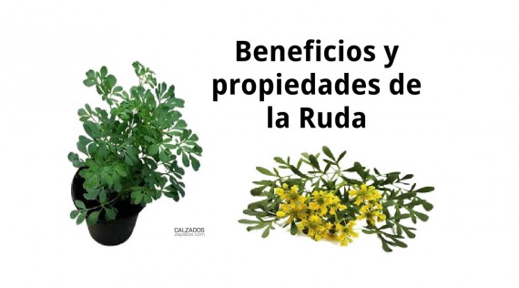Benefits and properties of Rue