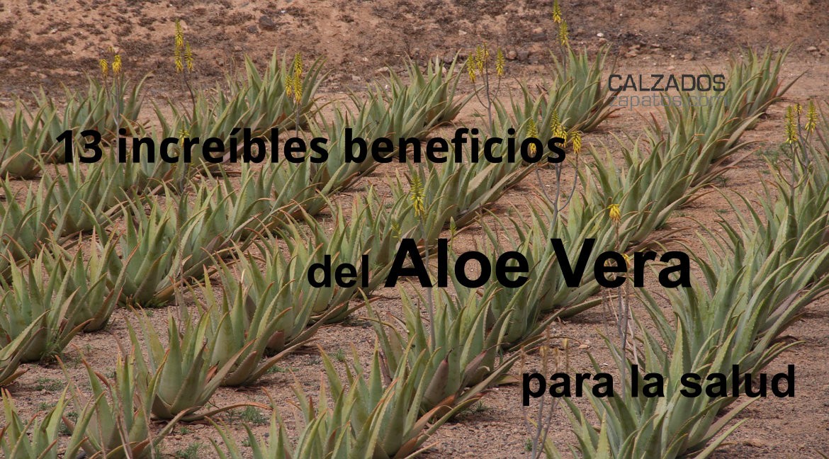 13 increíbles beneficios del Aloe Vera para la salud