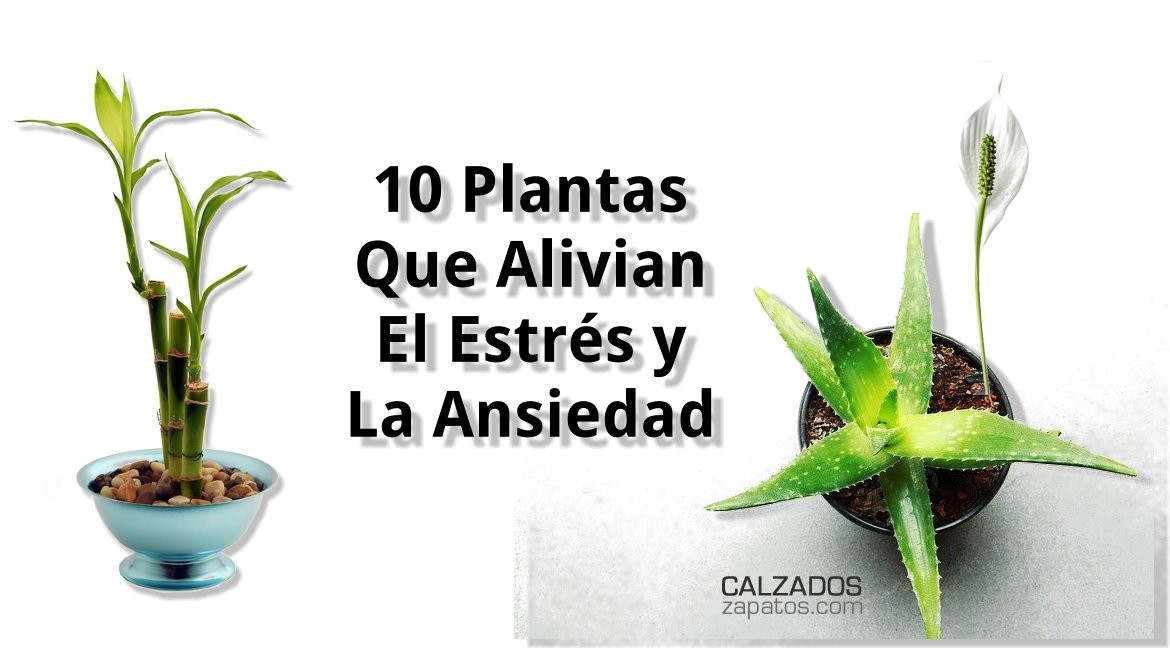 10 Plantas Que Alivian El Estrés y La Ansiedad