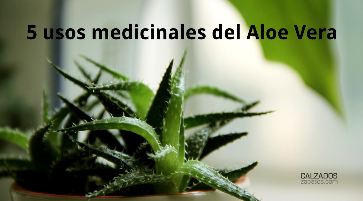 5 medicinal uses of aloe vera